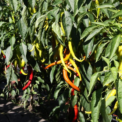 Blu Bio Chili 'Milder Spiral', Topf-Ø 12 cm, 3er Set