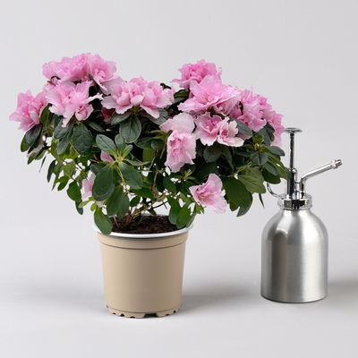 Azalee, Rosatöne, gefüllt, Topf-Ø 12 cm, 3er-Set Azalee, Rosatöne, gefüllt, Topf-Ø 12 cm, 3er-Set