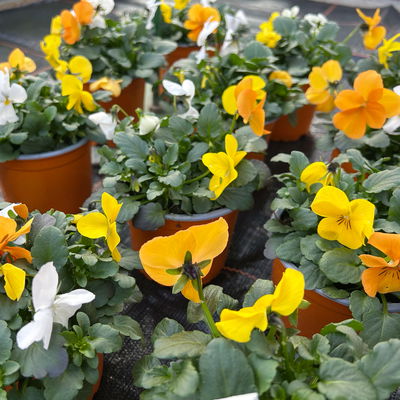 Pflanzen-Set Frischer Frühling, 12 Pflanzen inkl. Erde