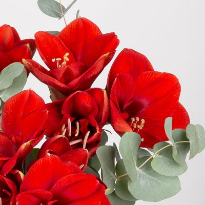 Schnittblumen-Mix aus 3 roten Amaryllis & 3 Eukalyptus Schnittblumen-Mix aus 3 roten Amaryllis & 3 Eukalyptus