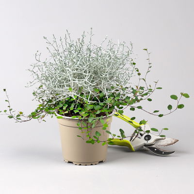 Calocephalus & Mühlenbeckie-Duo, Topf-Ø 12 cm, 6 Pflanzen Calocephalus & Mühlenbeckie-Duo, Topf-Ø 12 cm, 6 Pflanzen