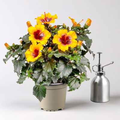 Hibiskus 'Petit Sunrise®' hellorange-dunkelrot , Topf-Ø 13 cm, 2 Pflanzen