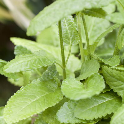 Bio Ziest 'Hummelo' dunkelrosa, Topf 11x11 cm, 3 Pflanzen Bio Ziest 'Hummelo' dunkelrosa, Topf 11x11 cm, 3 Pflanzen