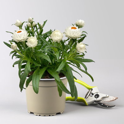 Strohblume, weiß, Topf- Ø 15 cm, 3 Pflanzen Strohblume, weiß, Topf- Ø 15 cm, 3 Pflanzen