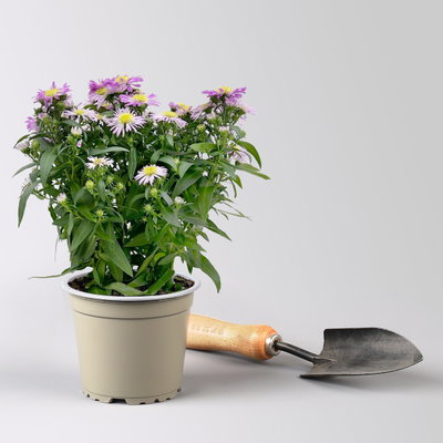 Aster novi-belgii Farben zufällig, Topf-Ø 12 cm, 6er-Set Aster novi-belgii Farben zufällig, Topf-Ø 12 cm, 6er-Set