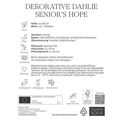 Kölles Beste Blumenknolle, Dekorative Dahlie 'Senior's Hope'