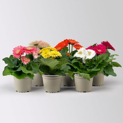 Gerbera, Farbmix zufällig, Topf-Ø 12 cm, 6 Pflanzen