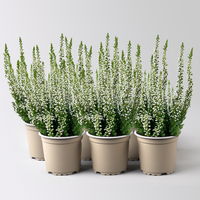 Knospenheide, weiß, Mini, Topf-Ø 6 cm, 6 Pflanzen