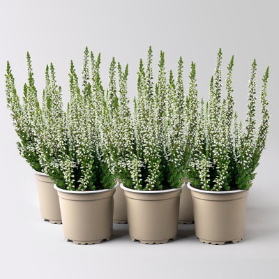 Knospenheide, weiß, Mini, Topf-Ø 6 cm, 6 Pflanzen