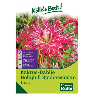 Kaktus Dahlie Hollyhill Spider, Woman, rosa-pink, Größe 1, 1 Blumenknolle Kaktus Dahlie Hollyhill Spider, Woman, rosa-pink, Größe 1, 1 Blumenknolle