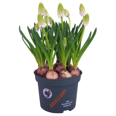 Kölle Traubenhyazinthe, Muscari armeniacum, weiß, vorgetrieben, Topf 10 cm