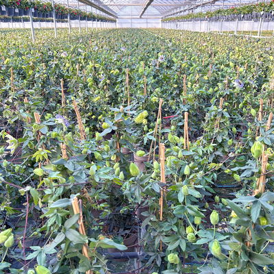 Passionsblume, blau-weiß, Pyramide, Topf-Ø 17 cm, Höhe ca. 60 cm