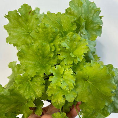 Bio Purpurglöckchen 'Apple Twist', rot bis apfelgrün, Topf-Ø 12 cm, 3 Pflanzen Bio Purpurglöckchen 'Apple Twist', rot bis apfelgrün, Topf-Ø 12 cm, 3 Pflanzen