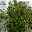 Kirschlorbeer 'Greentorch'cov., 25er-Set, Höhe 60-80 cm, Topf je 7 Liter
