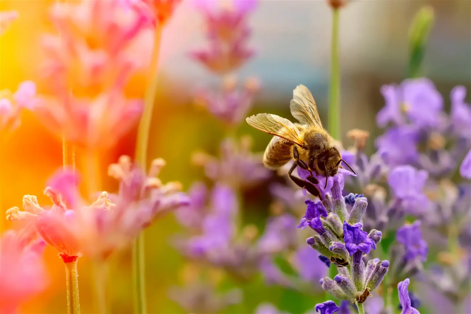 Bienengarten - Biene auf Blume