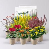 Pflanzenkreation Bunter Herbst, 12 Pflanzen inkl. 2x 10 l Erde