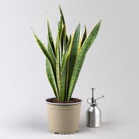 Grünpflanzen-Set Easypeasy-Duo, Topf-Ø 17 cm, 2 Pflanzen