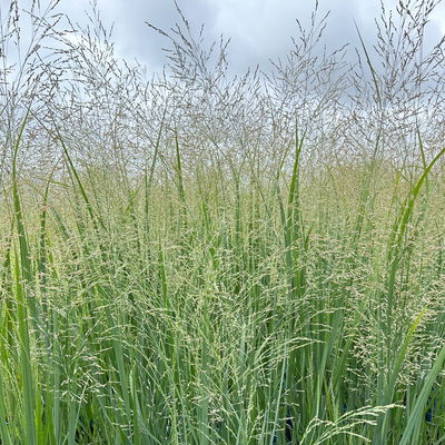 Bio Riesen-Rutenhirse 'Northwind', Topf 5 Liter, Wuchshöhe ca. 170-180cm