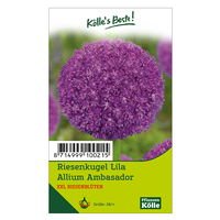 XXL Allium Ambassador (Riesenkugellauch) lila, 1 Blumenzwiebel