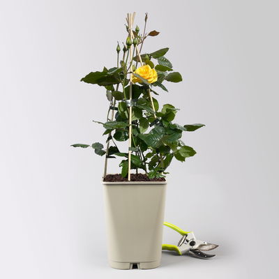 Beetrose 'Westart®' gelb, Topf 5 Liter, 4 Pflanzen Beetrose 'Westart®' gelb, Topf 5 Liter, 4 Pflanzen