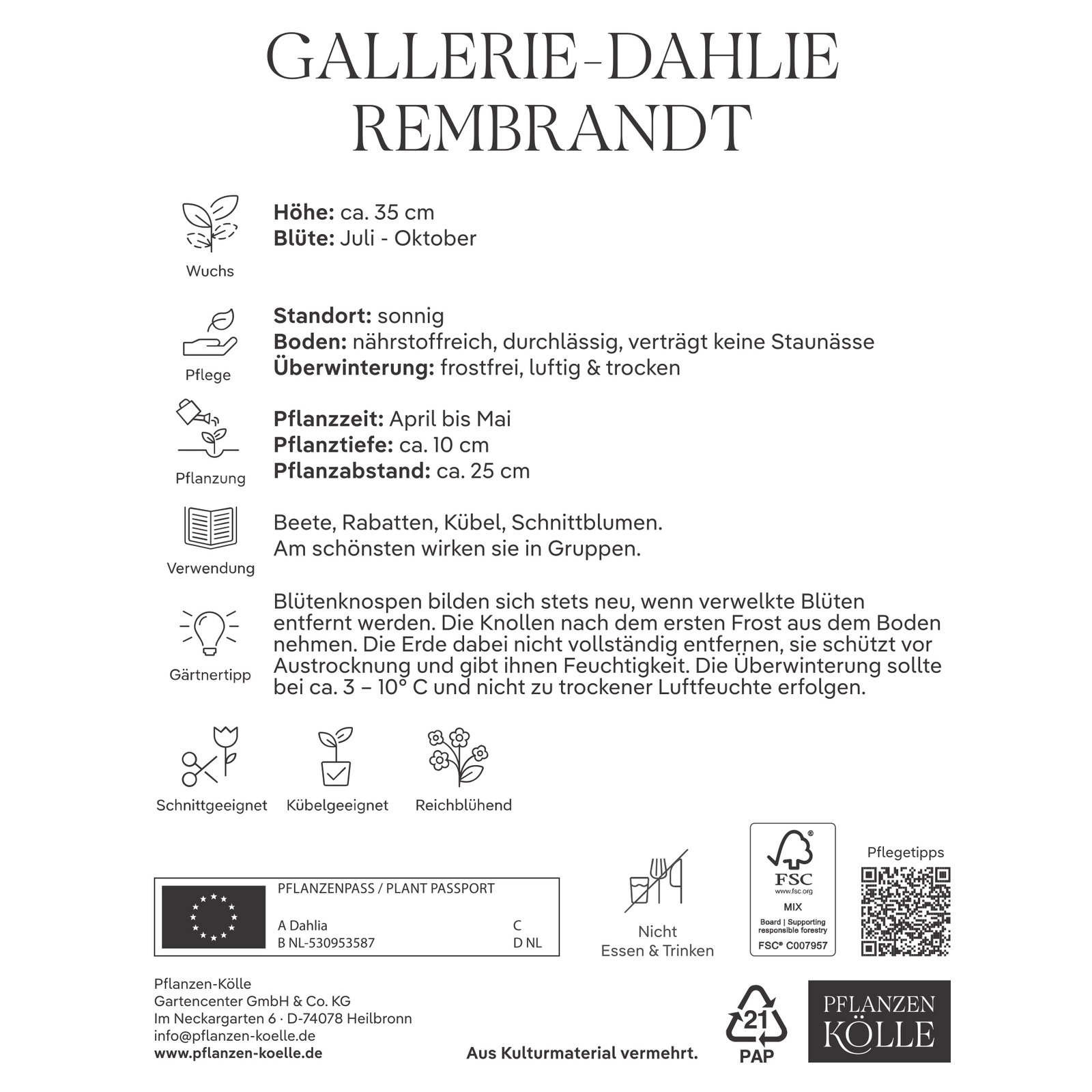 Kölles Beste Blumenknolle, Gallerie-Dahlie 'Rembrandt'