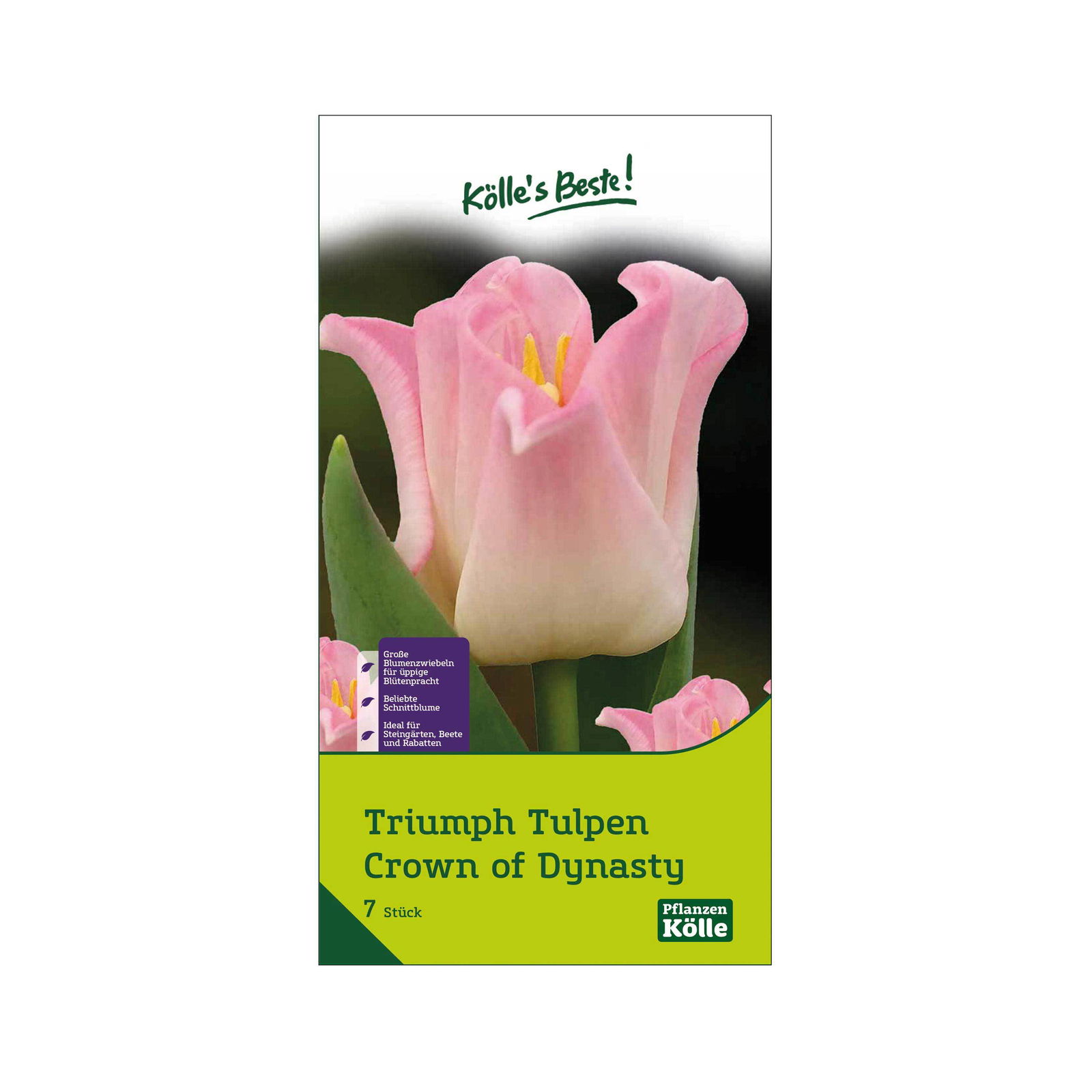 Triumph-Tulpen 'Crown of Dynasty', Rosa, 7 Blumenzwiebeln, Größe 11/12