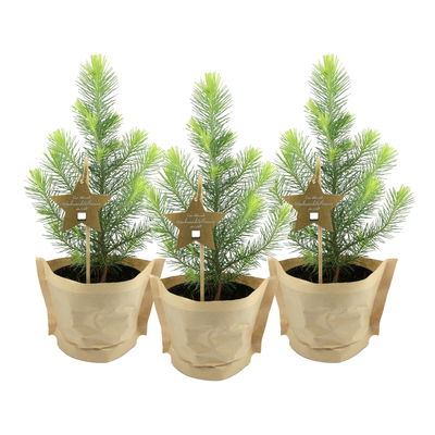 Blu Bio Weihnachtsbäumchen, Topf-Ø 12 cm, 3er Set Blu Bio Weihnachtsbäumchen, Topf-Ø 12 cm, 3er Set