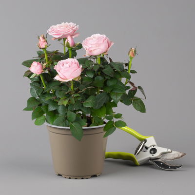 Rose Infinity, rosa, Topf-Ø 14 cm, 2 Pflanzen