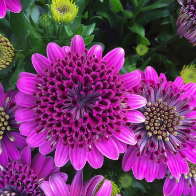 Osteospermum rosa/lila gefüllt, Topf-Ø 12 cm, 6 Stück Osteospermum rosa/lila gefüllt, Topf-Ø 12 cm, 6 Stück