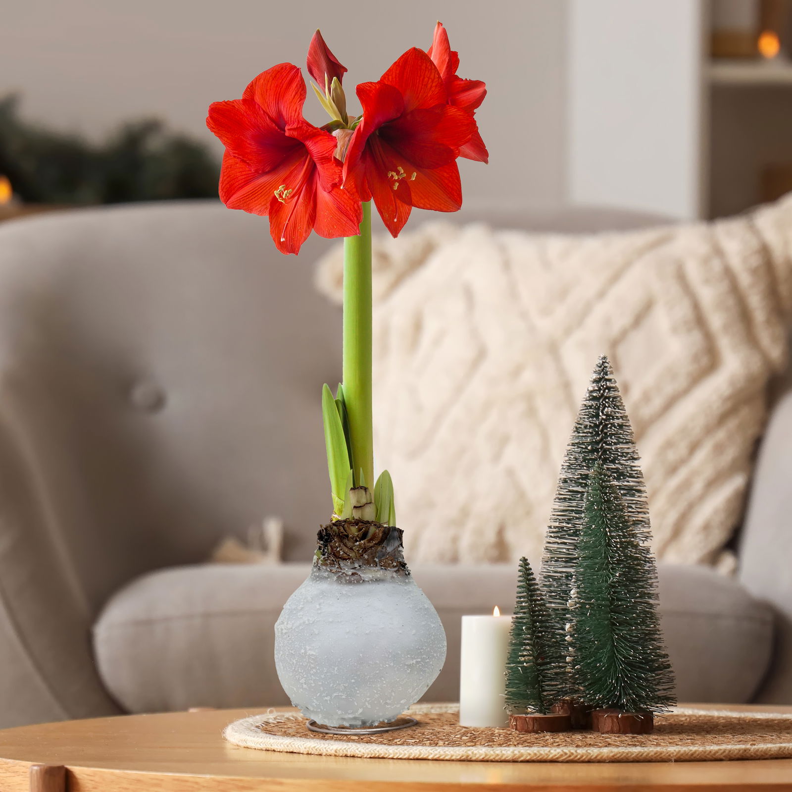 Amaryllis in Wachs, Dekor 'White Mix' nach Verfügbarkeit, Blüte rot