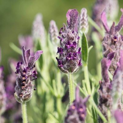 Schopflavendel 'Anouk', 6er-Set, Topf 10,5 cm Ø Schopflavendel 'Anouk', 6er-Set, Topf 10,5 cm Ø