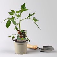 Bio Tomate 'Chocoprevia' Topf-Ø 12 cm, 3 Pflanzen