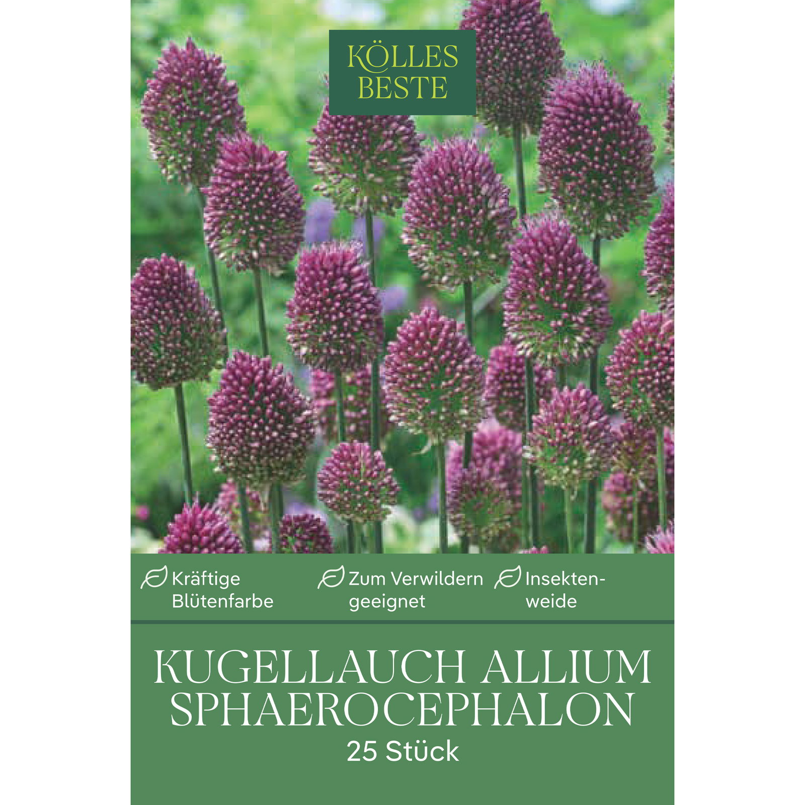 Allium Sphaerocephalon (Kaukasischer Kugellauch) purpur-rot, 25 Blumenzwiebeln