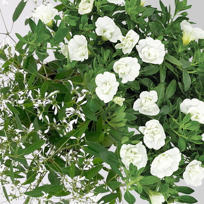 Zauberglöckchen & Schneewolke, weiß, Topf-Ø 13 cm, 6 Pflanzen