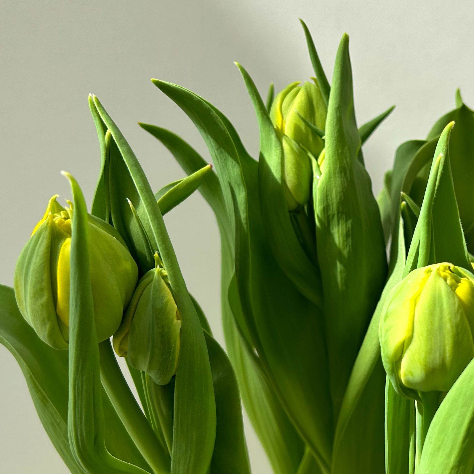 Tulpe gelb, gefüllt, vorgetrieben, Topf-Ø 15 cm, 3 Pflanzen