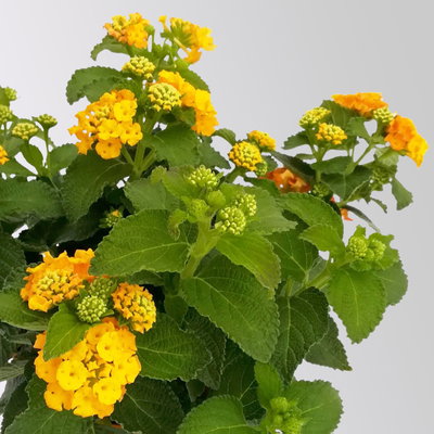 Wandelröschen, gelb, Topf-Ø 12 cm, 3 Pflanzen Wandelröschen, gelb, Topf-Ø 12 cm, 3 Pflanzen