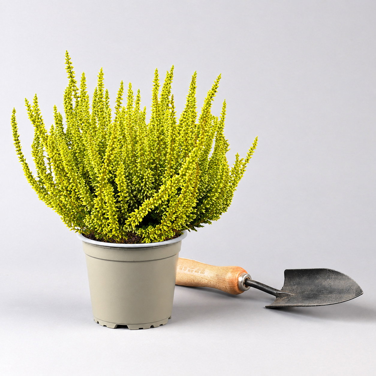 Knospenheide 'Picasso' gefärbt, Farben zufällig, Topf-Ø 12 cm, 6 Pflanzen Knospenheide 'Picasso' gefärbt, Farben zufällig, Topf-Ø 12 cm, 6 Pflanzen