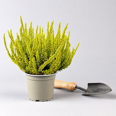 Knospenheide 'Picasso' gefärbt, Farben zufällig, Topf-Ø 12 cm, 6 Pflanzen Knospenheide 'Picasso' gefärbt, Farben zufällig, Topf-Ø 12 cm, 6 Pflanzen
