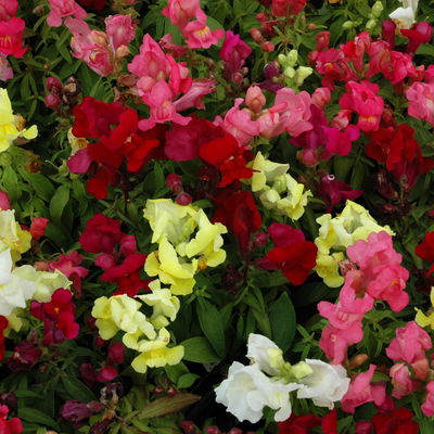 Löwenmäulchen 'Trio' bunt, Topf-Ø 13 cm, 6 Stück