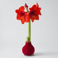 Amaryllis in Wachs XL, Dekor 'Velvet Bordeaux', Blüte rot Amaryllis in Wachs XL, Dekor 'Velvet Bordeaux', Blüte rot