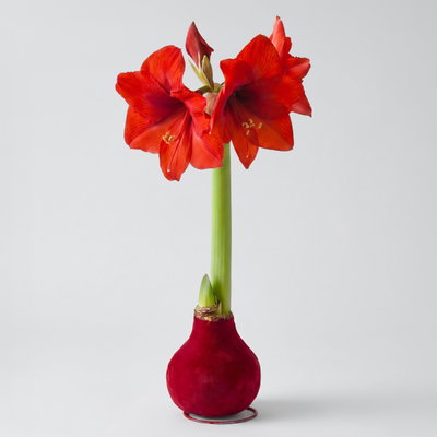 Amaryllis in Wachs XL, Dekor 'Velvet Bordeaux', Blüte rot Amaryllis in Wachs XL, Dekor 'Velvet Bordeaux', Blüte rot