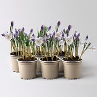 Wild Krokus 'Prins Claus', weiß, Topf-Ø 10,5 cm, 6 Pflanzen