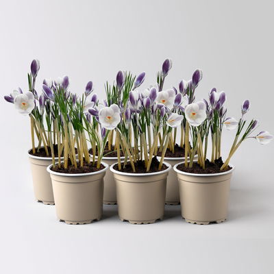 Wild Krokus 'Prins Claus', weiß, Topf-Ø 10,5 cm, 6 Pflanzen