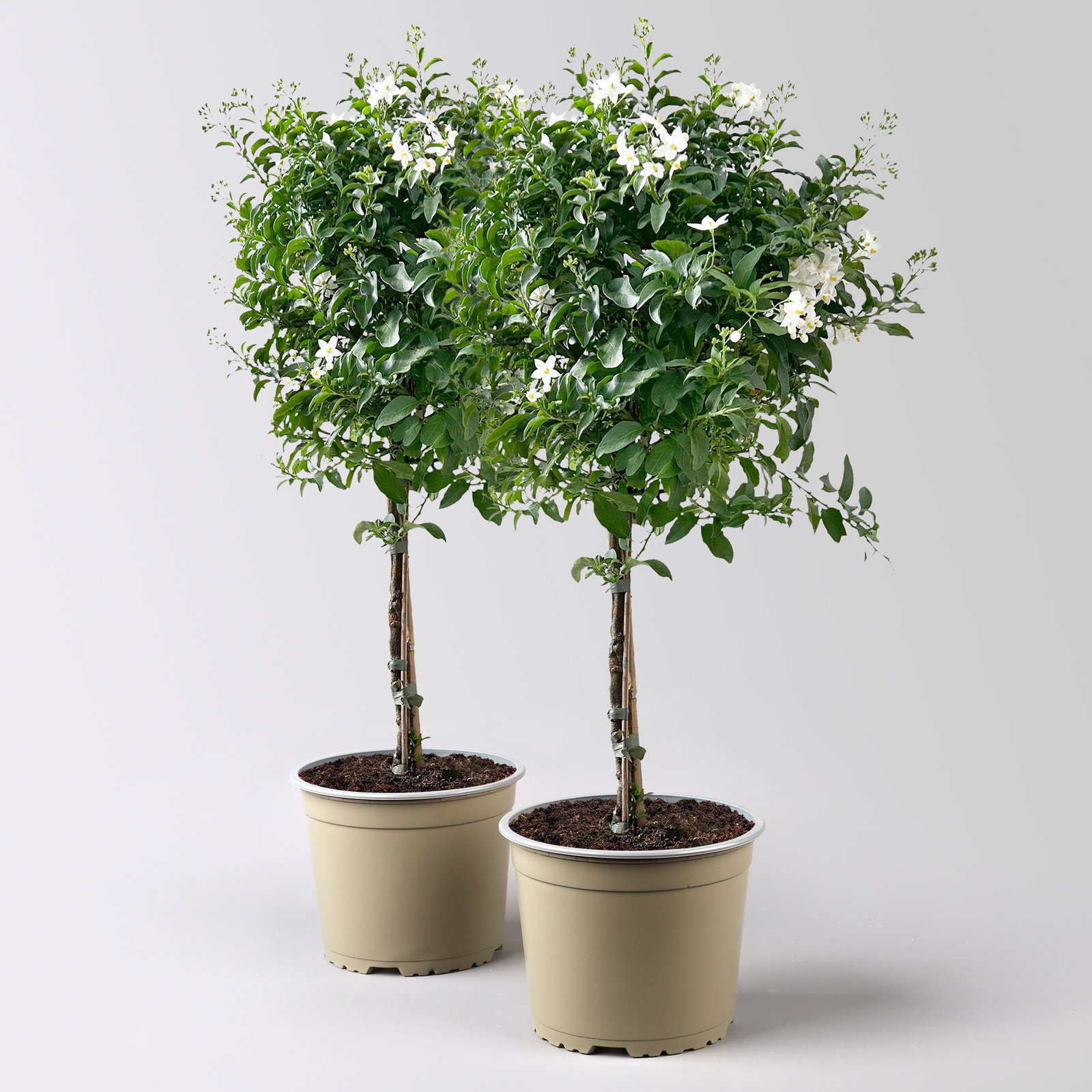 Sommerjasmin, weiß, Stämmchen, Topf 17 cm Ø, Höhe ca. 75 cm, 2 Pflanzen