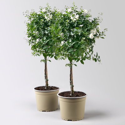 Sommerjasmin, weiß, Stämmchen, Topf 17 cm Ø, Höhe ca. 75 cm, 2 Pflanzen