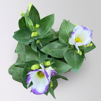 Lisianthus, weiß, Topf-Ø 10,5 cm, 6 Pflanzen