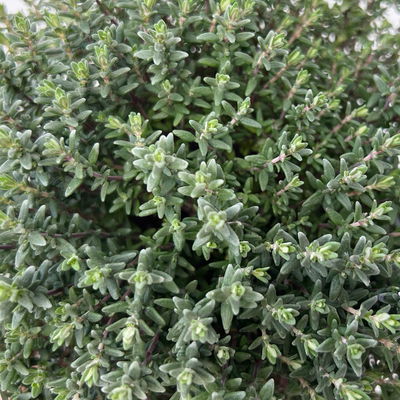Sunny Herbs® Thymian 'Faustini', blassviolett, Topf-Ø 14 cm, 6 Pflanzen
