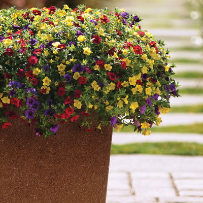 Zauberglöckchen 'MixMasters® Tropicana', blau-gelb-rot, Topf-Ø 12 cm, 6 Pflanzen