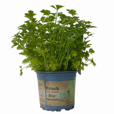 Schnittsellerie, Kölle Bio, 12cm Topf, frisch aus unserer Bio-Gärtnerei Schnittsellerie, Kölle Bio, 12cm Topf, frisch aus unserer Bio-Gärtnerei