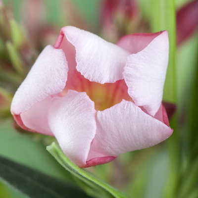 Oleander rosa, Stamm, Topf-Ø 18 cm, Höhe ca. 50